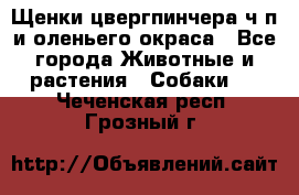 Щенки цвергпинчера ч/п и оленьего окраса - Все города Животные и растения » Собаки   . Чеченская респ.,Грозный г.